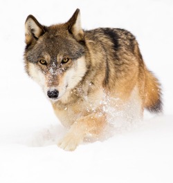 Beautiful-Wildlife:  Wolf In Snow By Michelle Lalancette