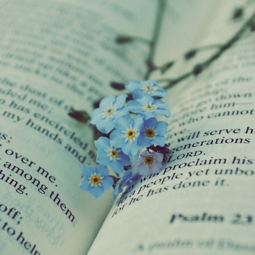 discovereternity:  Forget me not 