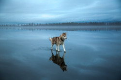 escapekit:Huskies on waterRussian photographer Fox Grom on his recent walk with his dogs has captured a beautiful series of photos. He discovered a frozen lake covered with rainwater that created the illusion of the dogs walking on water. The end results