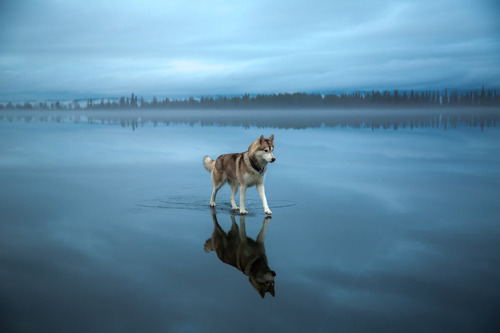 borkyno:escapekit:Huskies on waterRussian photographer Fox Grom on his recent walk with his dogs has
