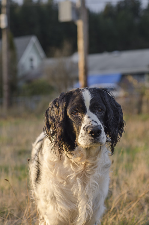 springer spaniel