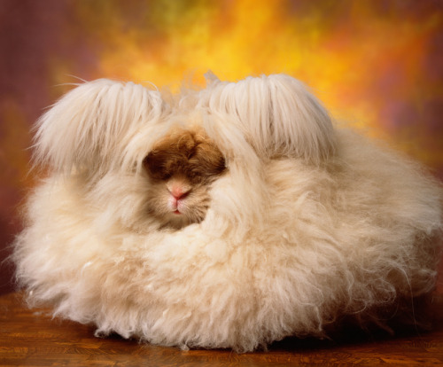 npr:digg:The Cuddly, Fluffy, Surreal World of Angora Show BunniesI can’t get enough of these bunnies