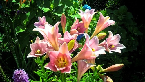 shelovesplants:Pink Trumpet Lilies Loving the sweet sunshine☀