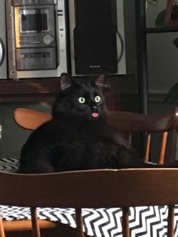 cutecornflakes:master Bruce’s goofy blep