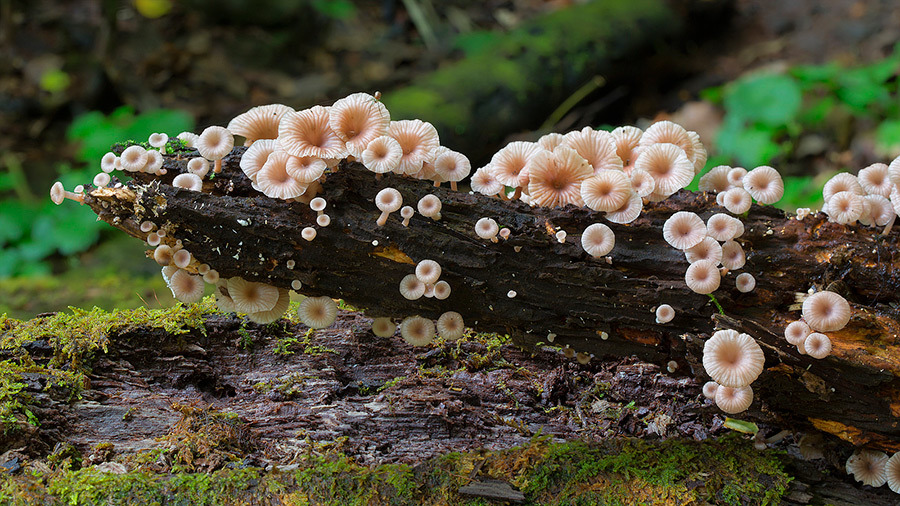 escapekit:  Australian FungiPhotographer Steve Axford captures stunning shots  of