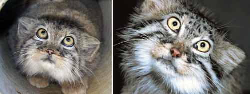 the-awesome-quotes:The Manul Cat Is The Most Expressive Cat In The World