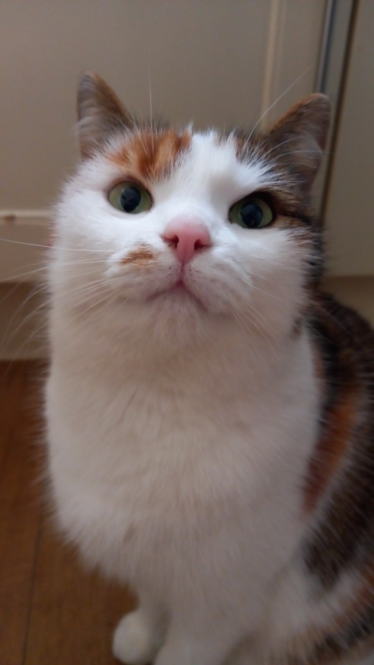 #stinky cats on Tumblr