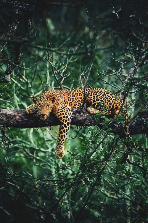 lsleofskye: Untitled | pie_aertsLocation: Pantanal, Mato Grosso, Brazil