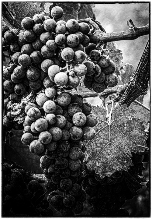 Grapes on the vine - a re-edit