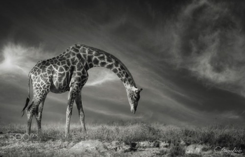 Giraffe Bow by carstenmeyerdierks