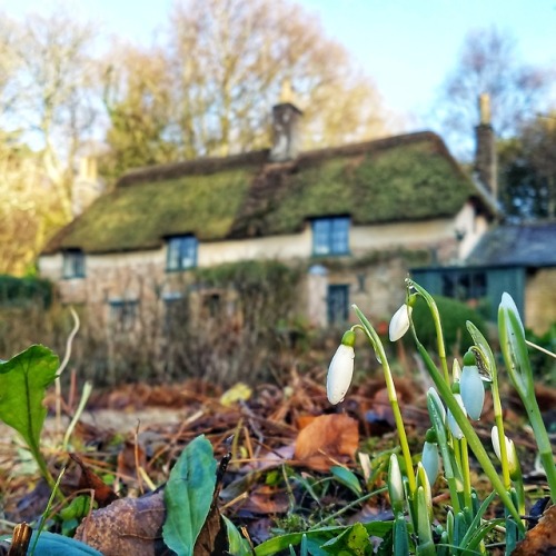 indorsetuk:Spring at Mr Hardy’s cottage
