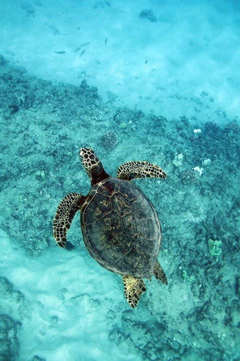 aww-so-pretty:Turtles are life
