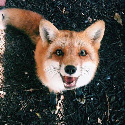 renamonkalou:Happiness | Juniper Fox  