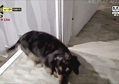 Jonghyun X Roo