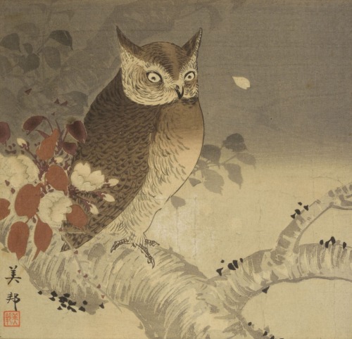 Owl and Cherry Branch by Hirose Bihō, c. 1910