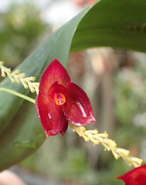 Lepanthes teaguei October 27, 2021