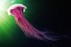 jedavu:Impressive Jellyfish PhotographyDuring