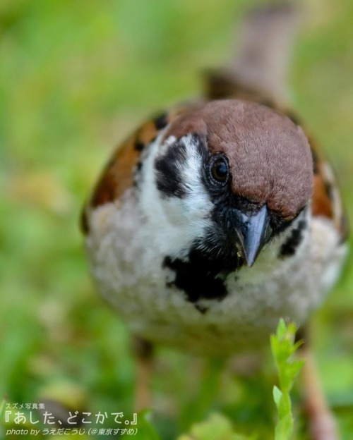 tokyo-sparrows:‪あのね、おじさんがおそくなってごめんちゅんって…。‬ なーんか、なまいきにいそがしーらしーよー . パート３この秋登場！ #スズメ写真集『あした、どこかで