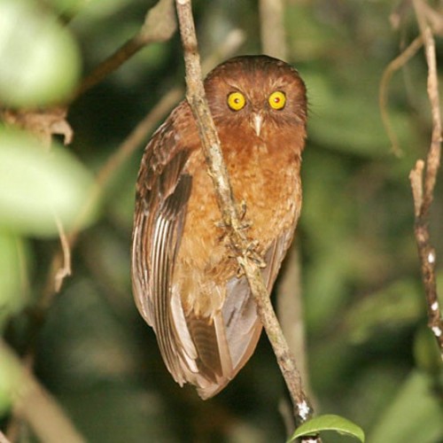 Cinnabar Boobook (Ninox ios)© Robert Hutchinson