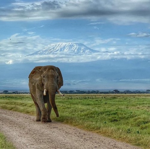 funnywildlife: Elephantastic Amboseli Giant with Mt Kilimanjaro in the backdrop from behind the lens