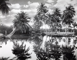 natgeofound:  Coconut palms along the Mayagüez lagoons in Puerto Rico, 1924.Photograph by Charles Martin, National Geographic Creative