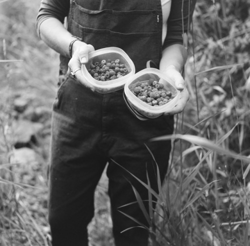 Theresa harvesting wild raspberries.Priest River, ID2017