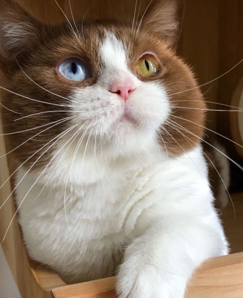 XXX daily–cats:  Look at those eyes ♡ photo