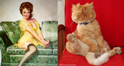 Cats That Look Like Pin Up Girls