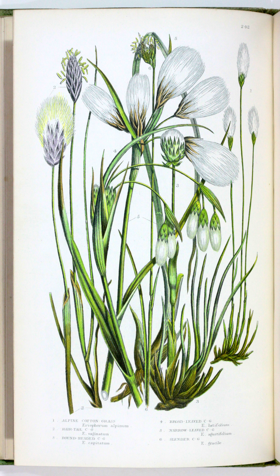 michaelmoonsbookshop:  The British Grasses and SedgesAnne PrattLondon Society for