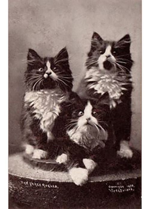 providencepubliclibrary:Oh boy. Middle cat. See our fond yet incorrect Caturday posts here. The