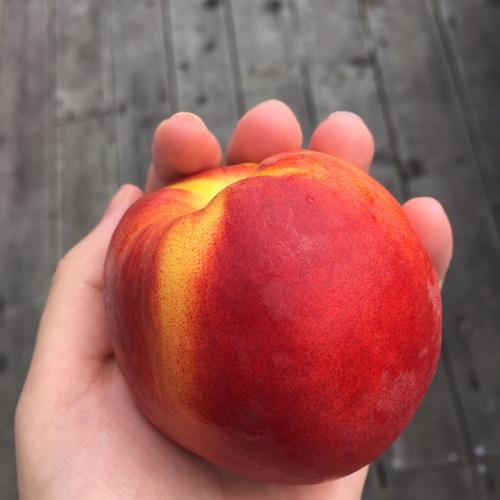 baearth:  peachy 