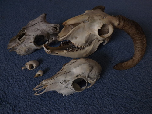 vulture-cat: A little skull comparison: sheep, roe deer, rabbit and sparrow.