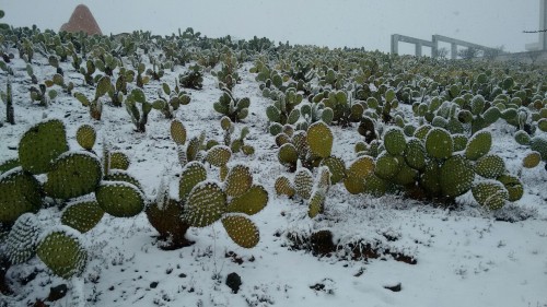 quimerafalconiforme:Welcome home, my pretty Spring