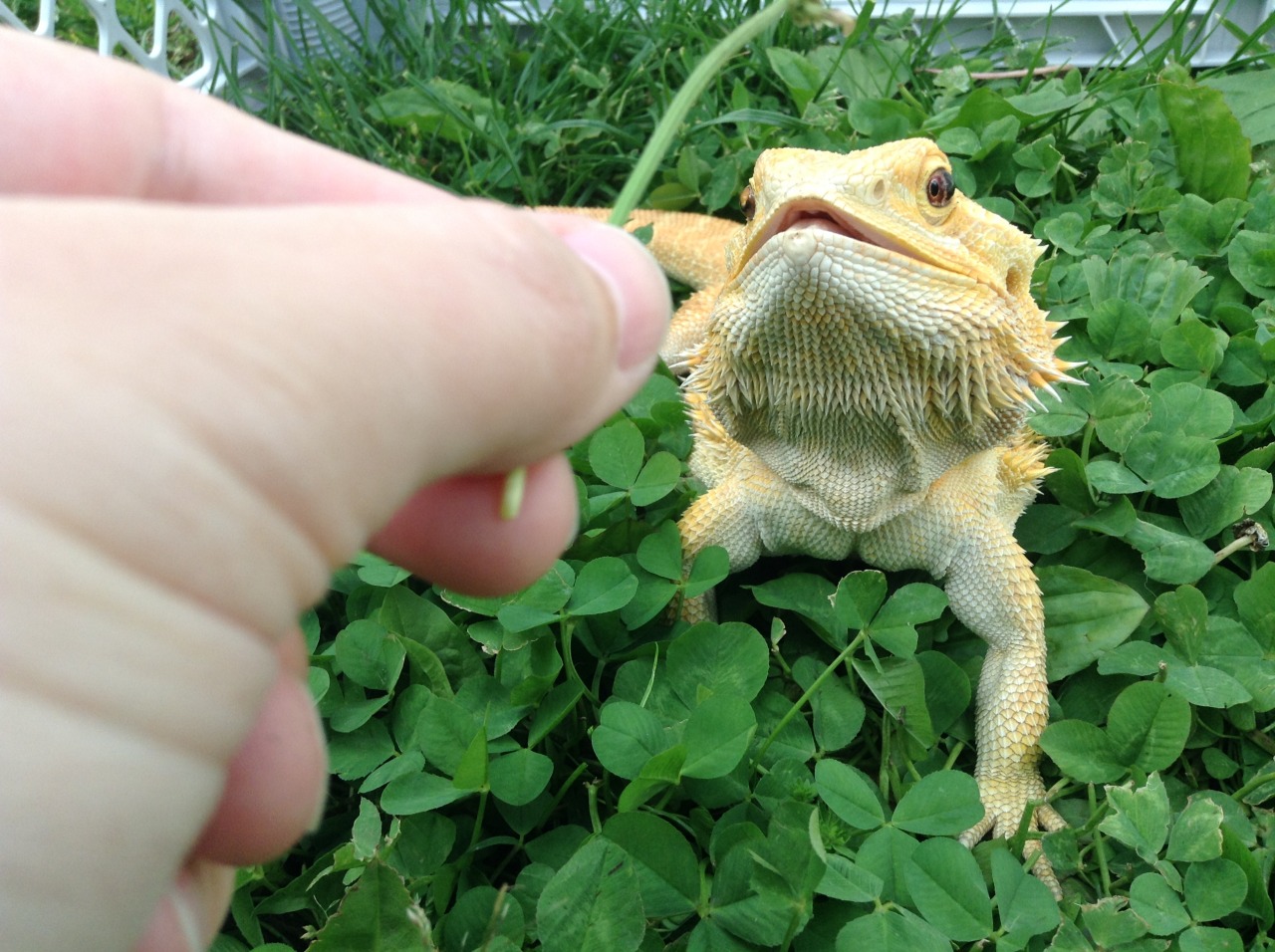 yeahponcho:excited about clover flowers