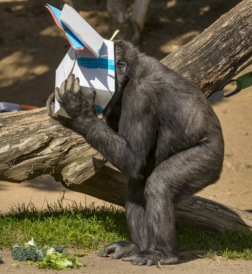 We take gorilla birthdays very seriously. Also, Joanne is now ~5~