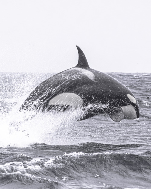 Happy World Orca Day!