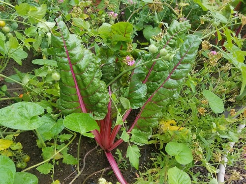 flowersandfutures:More summer solarpunk: adventures in wandering around a local community garden.&nb