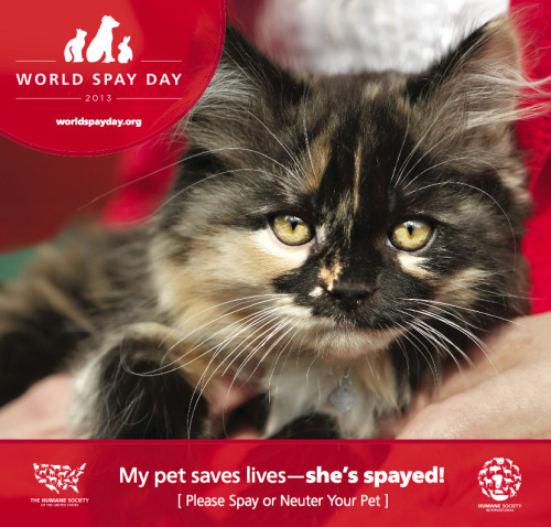 mskristiina:World Spay Day is February 26