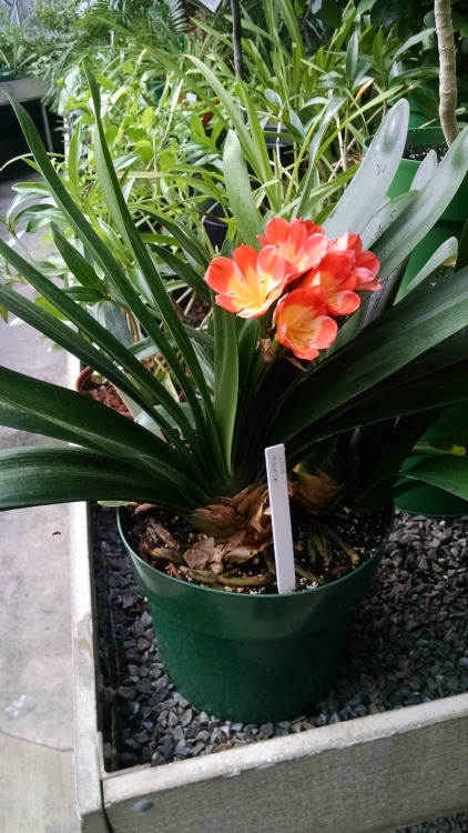 11/6/16: Clivia miniata, “natal lily”; a flowering plant species native to “w