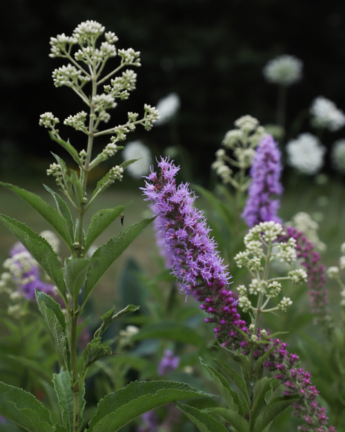 One last wander through the garden just before nightfall.  There’s a few pollinators grabbing a last