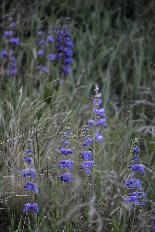 Stalks of Blue Penstemon and native grasses grace a mountain meadow, Shoshone National Forest, Wyoming: (c)...