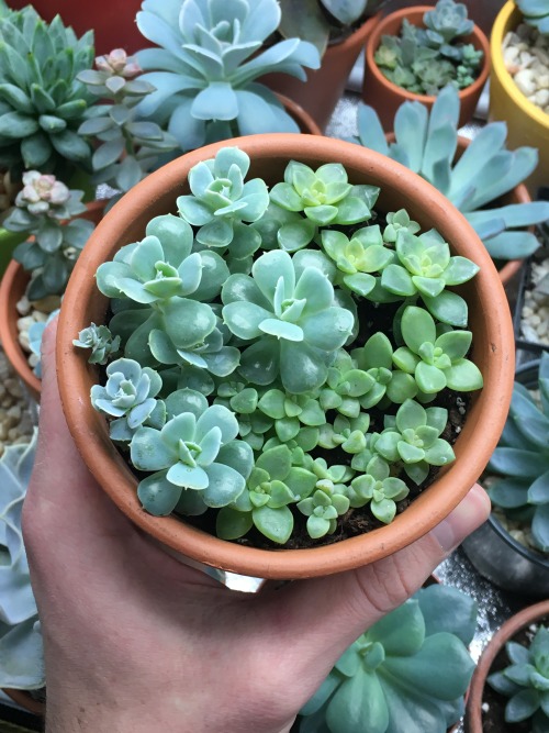 feeelingalright:Already seeing some progress on this small but dense arrangement