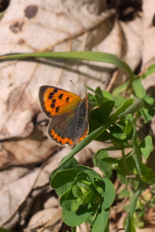 Lycaena phlaeas(de: Kleiner Feuerfalter,en: small copper, American copper or common copper)