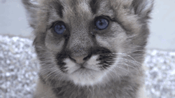 gifsboom:  Rescued cougar cubs. [video] [Oregon Zoo] 