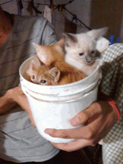 cuteandadorable:❤️🐾😻 Kittehs 🥰