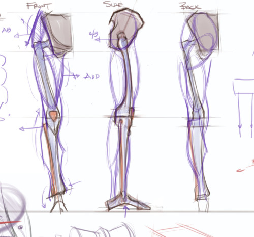 anatoref: Anatomy of the Legs and Feet dablacksaiyan You probably know this stuff already, but I hop