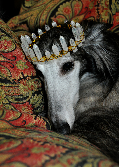 photozoi:“Uneasy is the head that wears a crown.”               King Henry the Fourth, Part Two   