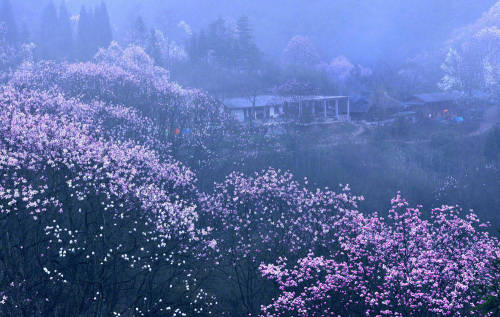 Biond Magnolia Flower, 吴家后山, sichuan province