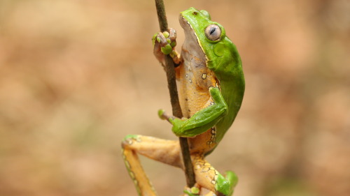 MONKEY TREEFROGPhoto Catalog:The monkey treefrog (Phyllomedusa bicolor) is used by the Matsés Indian