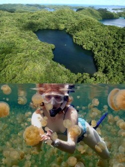 oxsugarxcoatedxo:  w adrianwoot:  blua:  Palau’s Jellyfish Lake once had an outlet to the sea, but is now connected to the ocean through fissures and tunnels in the surrounding limestone. Millions of jellyfish were trapped in the basin when sea levels